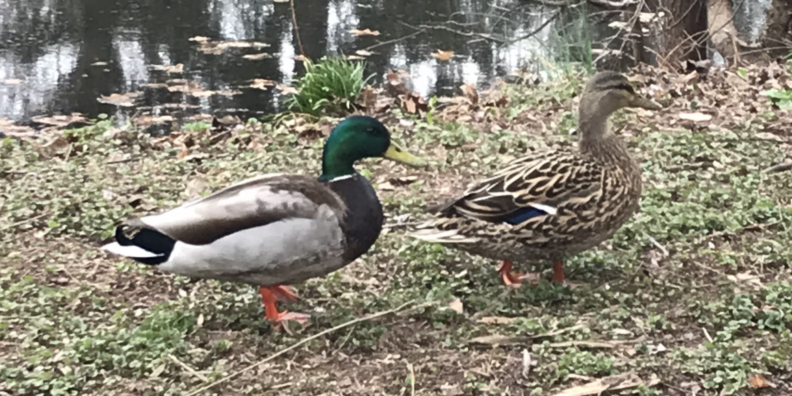Even Ducks have Wisdom to Give